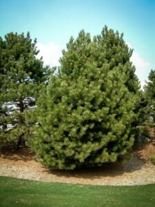 Сосна Чёрная (Pinus Nigra) купить по цене от 270.00р. в интернет-магазине «Посадика» с доставкой почтой в в Крымске и по всей России – [изображение №1].