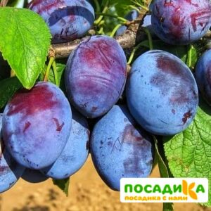 Слива Чачакская ранняя купить по цене от 229.00р. в интернет-магазине «Посадика» с доставкой почтой в в Крымске и по всей России – [изображение №1].