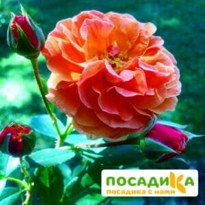 Роза Арабия купить по цене от 350.00р. в интернет-магазине «Посадика» с доставкой почтой в в Крымске и по всей России – [изображение №1].