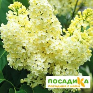 Сирень Примроуз (Primrose) купить по цене от 529.00р. в интернет-магазине «Посадика» с доставкой почтой в в Крымске и по всей России – [изображение №1].