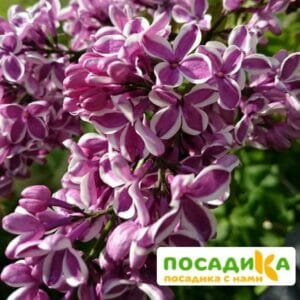 Сирень Сенсация купить по цене от 529.00р. в интернет-магазине «Посадика» с доставкой почтой в в Крымске и по всей России – [изображение №1].