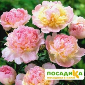 Пион Распберри Сандей (Paeonia Raspberry Sundae) купить по цене от 959р. в интернет-магазине «Посадика» с доставкой почтой в в Крымске и по всей России – [изображение №1].