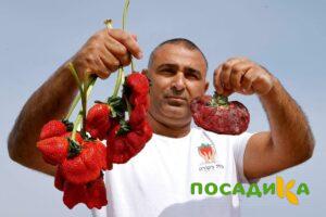 Клубника Гигант Джорнея купить по цене от 266р. в интернет-магазине «Посадика» с доставкой почтой в в Крымске и по всей России – [изображение №1].