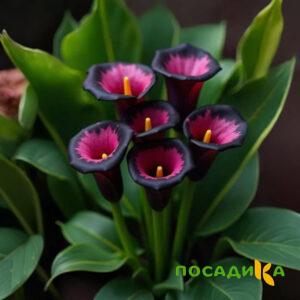 Калла Аура Лейс купить по цене от 400р. в интернет-магазине «Посадика» с доставкой почтой в в Крымске и по всей России – [изображение №1].