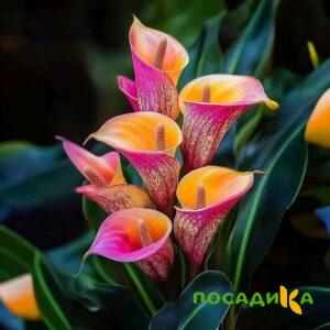 Калла Оникс купить по цене от 450р. в интернет-магазине «Посадика» с доставкой почтой в в Крымске и по всей России – [изображение №1].