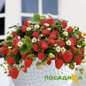 Клубника Рубиновый Шепот (горшечная) купить по цене от 240р. в интернет-магазине «Посадика» с доставкой почтой в в Крымске и по всей России – [изображение №1].