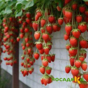 Клубника вьющаяся Комплимент купить по цене от 470р. в интернет-магазине «Посадика» с доставкой почтой в в Крымске и по всей России – [изображение №1].