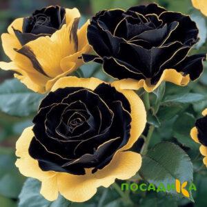 Роза Ханни Сикл купить по цене от 700р. в интернет-магазине «Посадика» с доставкой почтой в в Крымске и по всей России – [изображение №1].
