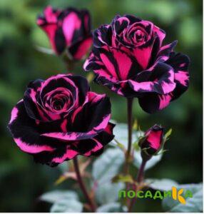 Роза Багровый Шепот купить по цене от 366р. в интернет-магазине «Посадика» с доставкой почтой в в Крымске и по всей России – [изображение №1].