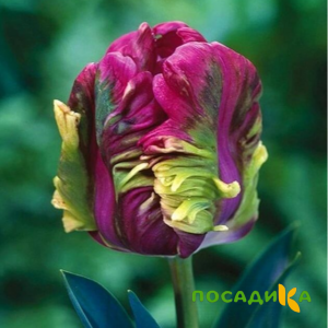 Тюльпан Экзотик Хэвен купить по цене от 186р. в интернет-магазине «Посадика» с доставкой почтой в в Крымске и по всей России – [изображение №1].