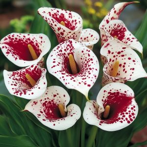 Калла Эмпайр купить по цене от 302р. в интернет-магазине «Посадика» с доставкой почтой в в Крымске и по всей России – [изображение №1].