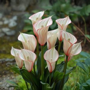 Калла Глейшер купить по цене от 299р. в интернет-магазине «Посадика» с доставкой почтой в в Крымске и по всей России – [изображение №1].