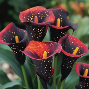 Калла Нуар купить по цене от 299р. в интернет-магазине «Посадика» с доставкой почтой в в Крымске и по всей России – [изображение №1].