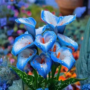 Калла Портрейт купить по цене от 292р. в интернет-магазине «Посадика» с доставкой почтой в в Крымске и по всей России – [изображение №1].