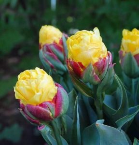 Тюльпан Айс Крим Банана купить по цене от 360р. в интернет-магазине «Посадика» с доставкой почтой в в Крымске и по всей России – [изображение №1].