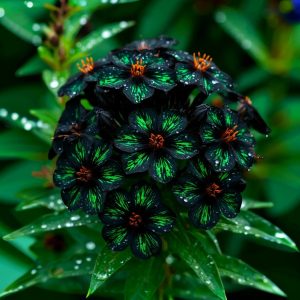 Флокс Ривьера купить по цене от 299р. в интернет-магазине «Посадика» с доставкой почтой в в Крымске и по всей России – [изображение №1].