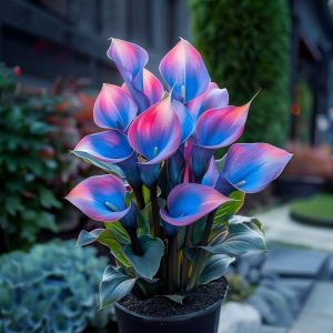 Калла Импрессия купить по цене от 590р. в интернет-магазине «Посадика» с доставкой почтой в в Крымске и по всей России – [изображение №1].