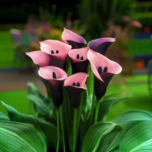 Калла Энигма купить по цене от 291р. в интернет-магазине «Посадика» с доставкой почтой в в Крымске и по всей России – [изображение №1].