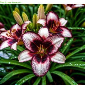 Лилейник Крим Сикл купить по цене от 799р. в интернет-магазине «Посадика» с доставкой почтой в в Крымске и по всей России – [изображение №1].