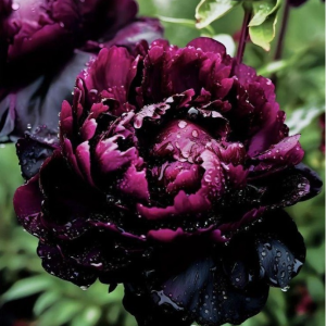 Пион Темный Сад купить по цене от 421р. в интернет-магазине «Посадика» с доставкой почтой в в Крымске и по всей России – [изображение №1].