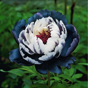 Пион Древовидный Инь-Янь купить по цене от 419р. в интернет-магазине «Посадика» с доставкой почтой в в Крымске и по всей России – [изображение №1].