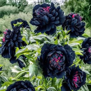 Пион древовидный Сердце Афродиты купить по цене от 600р. в интернет-магазине «Посадика» с доставкой почтой в в Крымске и по всей России – [изображение №1].