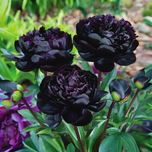 Пион Королевский Бархат купить по цене от 419р. в интернет-магазине «Посадика» с доставкой почтой в в Крымске и по всей России – [изображение №1].