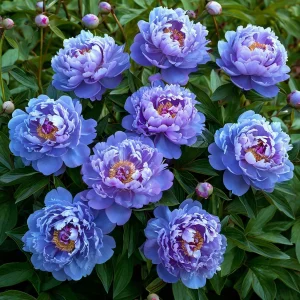 Пион Голубой лотос купить по цене от 590р. в интернет-магазине «Посадика» с доставкой почтой в в Крымске и по всей России – [изображение №1].