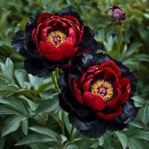 Пион Эбеновый Рубин купить по цене от 419р. в интернет-магазине «Посадика» с доставкой почтой в в Крымске и по всей России – [изображение №1].