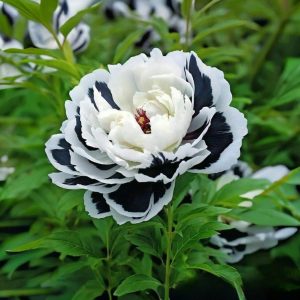 Пион Монохромный Шик купить по цене от 429р. в интернет-магазине «Посадика» с доставкой почтой в в Крымске и по всей России – [изображение №1].