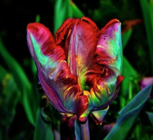 Тюльпан Эирпрайз купить по цене от 270р. в интернет-магазине «Посадика» с доставкой почтой в в Крымске и по всей России – [изображение №1].